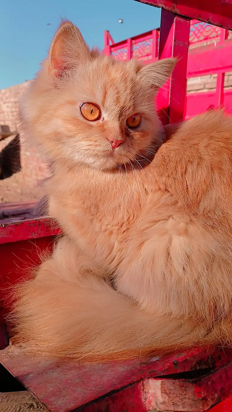 triple coat persian cat — photo 2