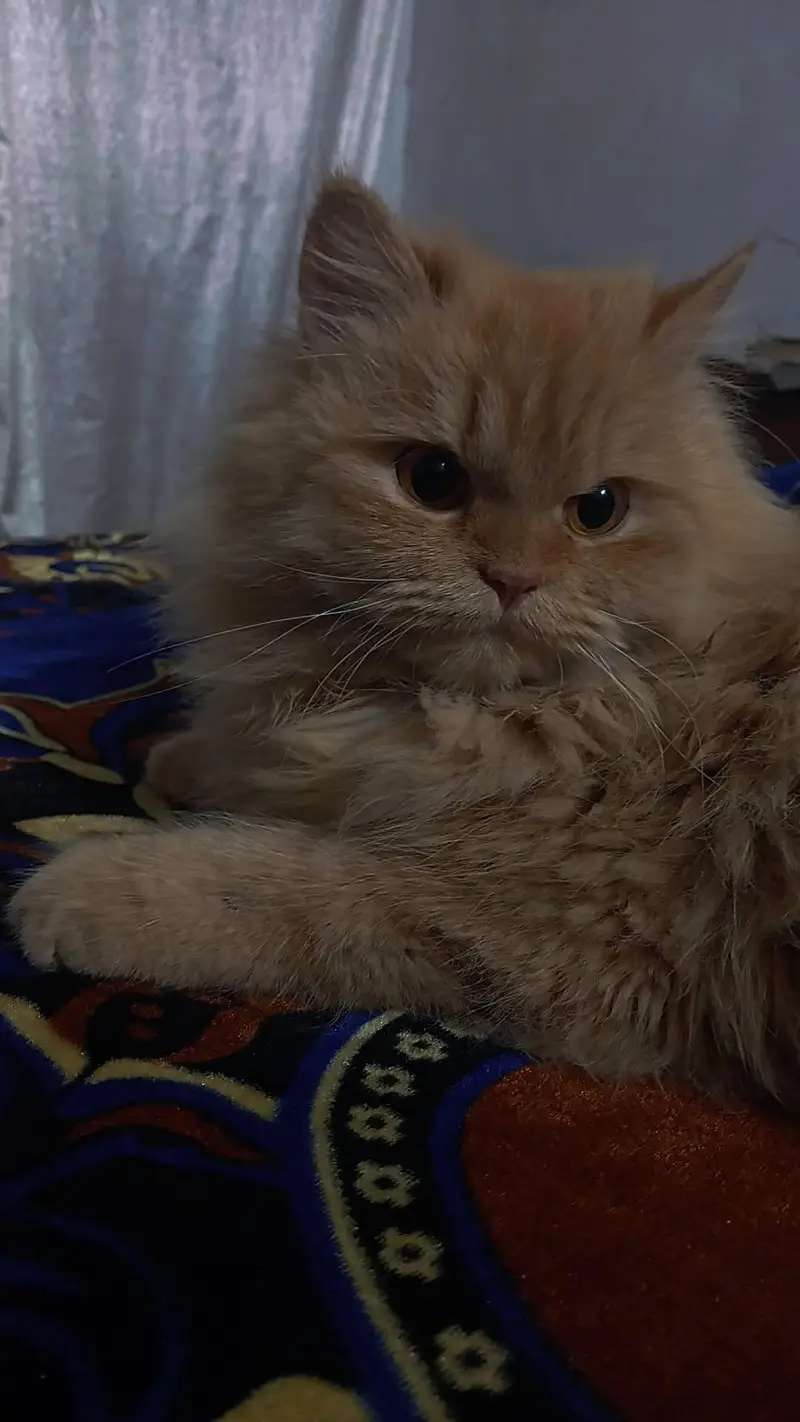 triple coat persian cat — photo 3