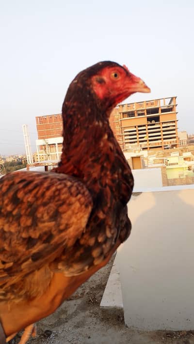 mianwali murgi