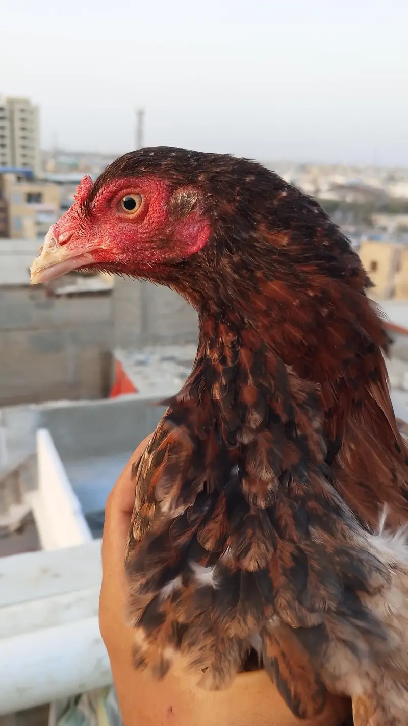 mianwali murgi — photo 4
