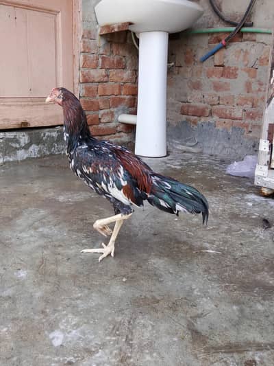 High quality aseel hens for sale in low price. whatsapp no. 03007261964