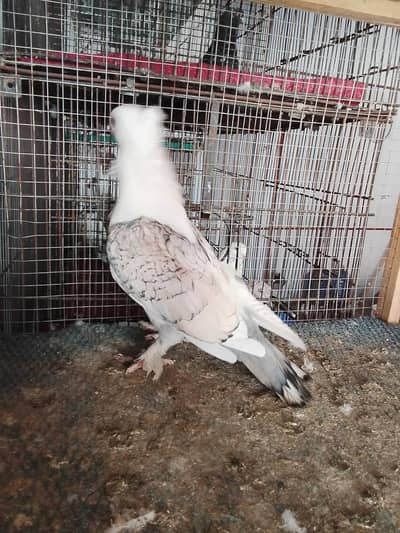female for sale