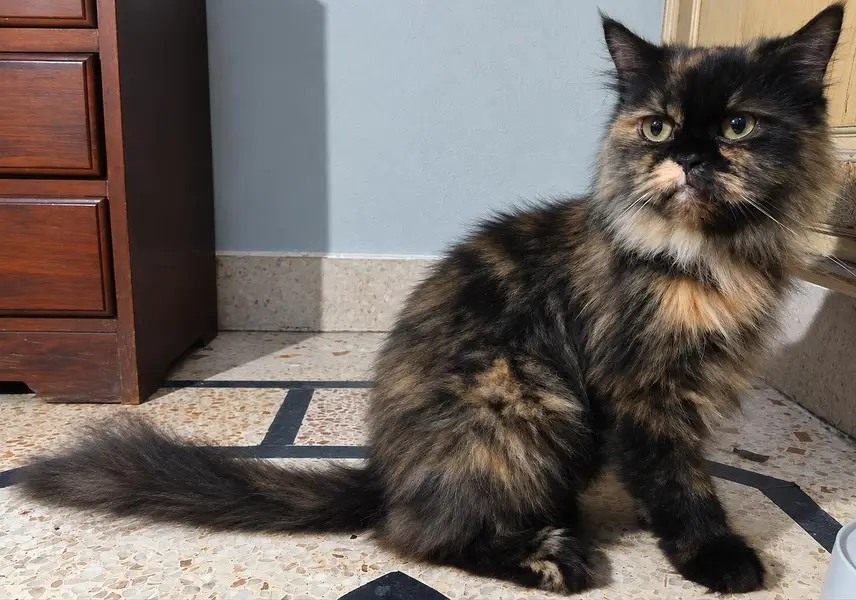Persian Cat Triple Coat Spayed Vaccinated — photo 4