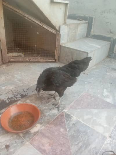 Aseel female healthy and active for sale