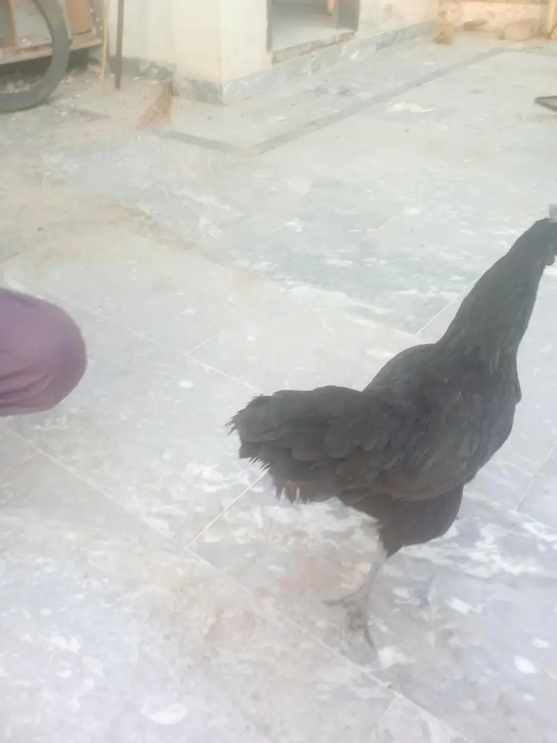 Aseel female healthy and active for sale — photo 2