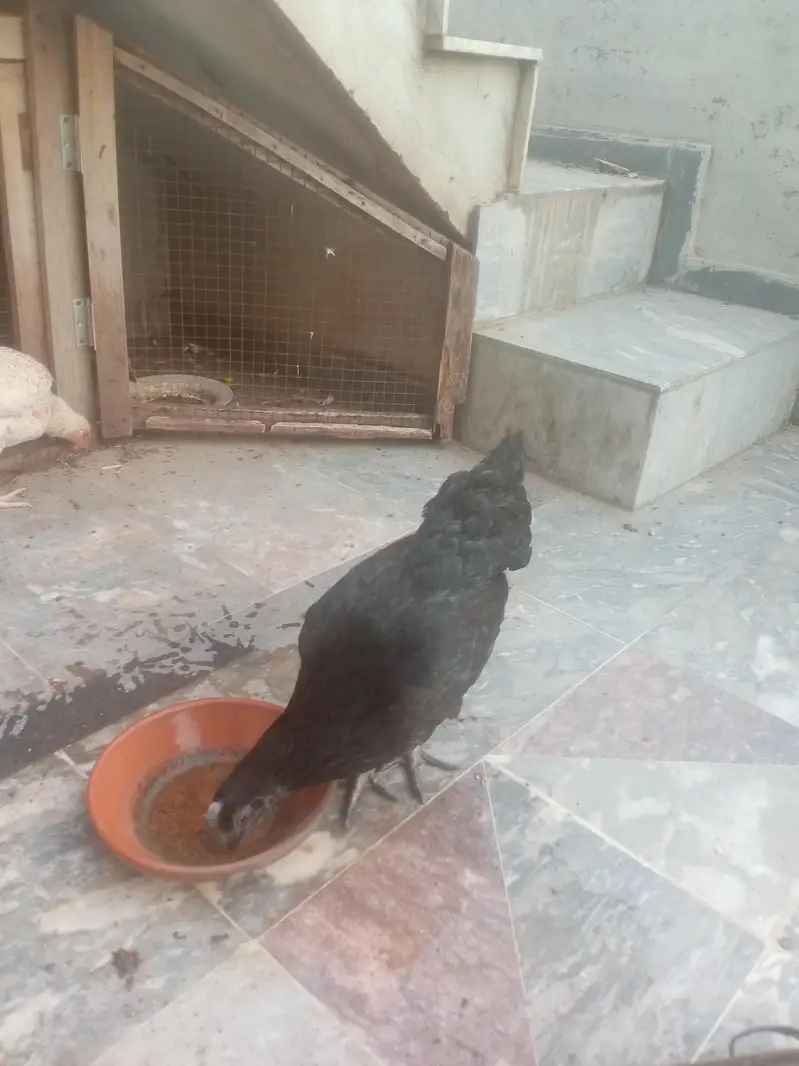 Aseel female healthy and active for sale — photo 3