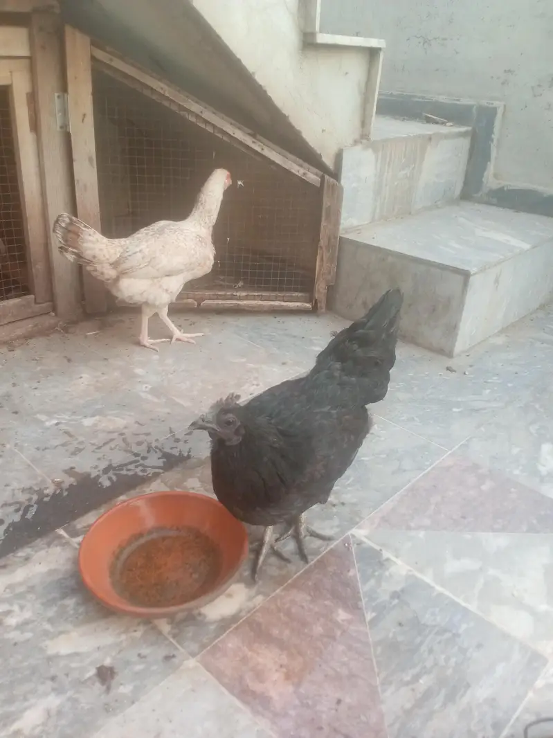 Aseel female healthy and active for sale — photo 4