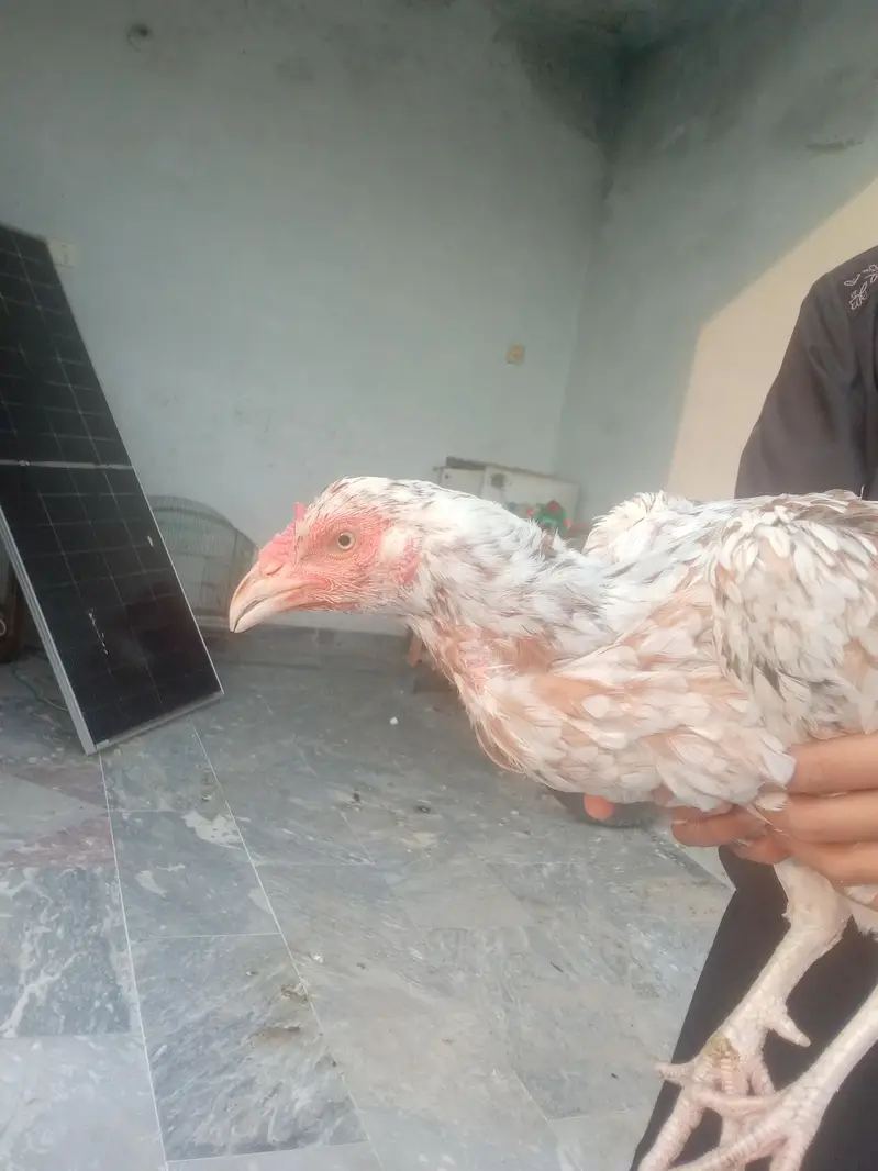 Aseel female healthy and active for sale — photo 5