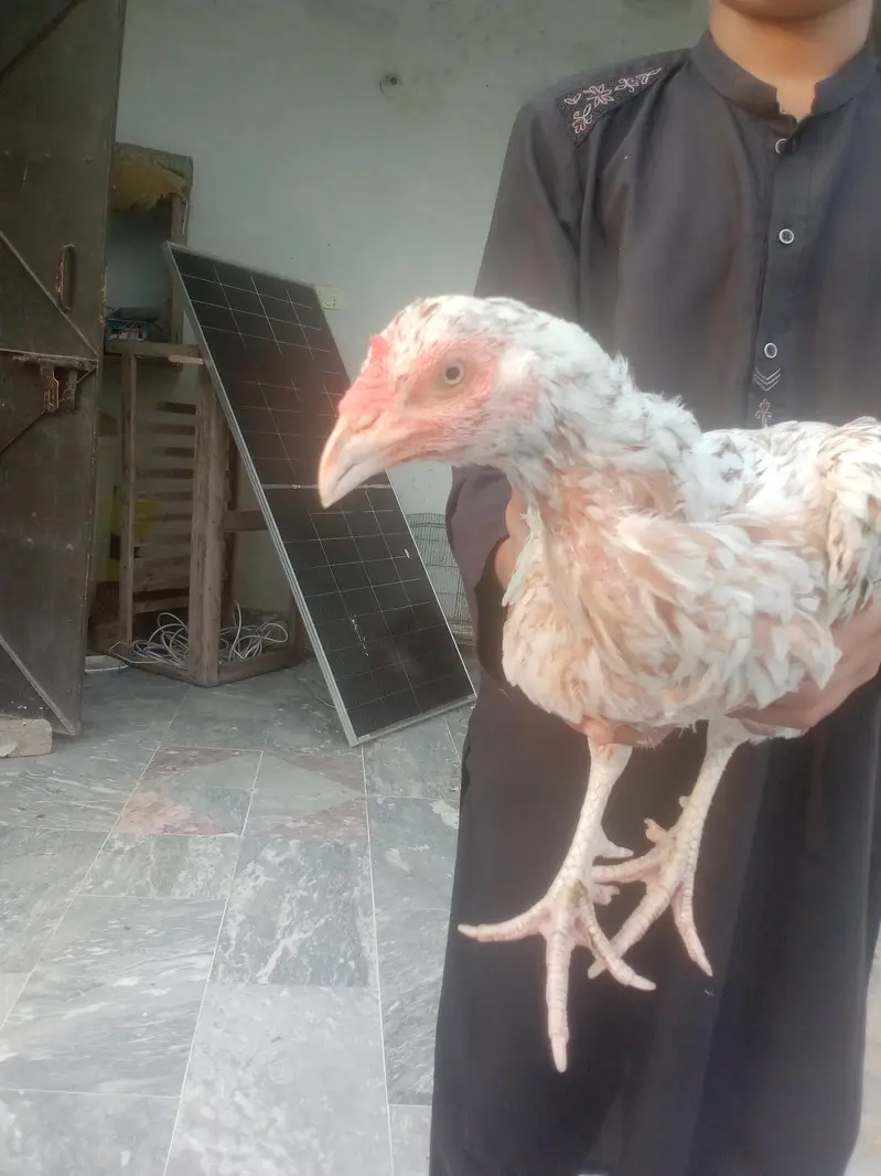 Aseel female healthy and active for sale — photo 6