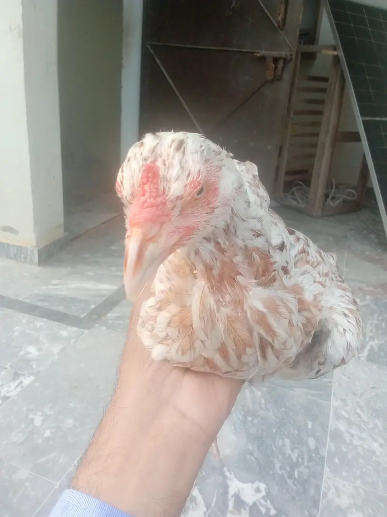 Aseel female healthy and active for sale — photo 7