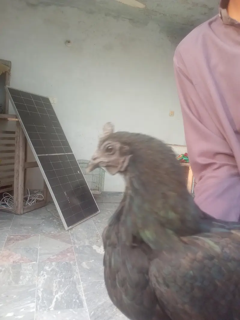 Aseel female healthy and active for sale — photo 8