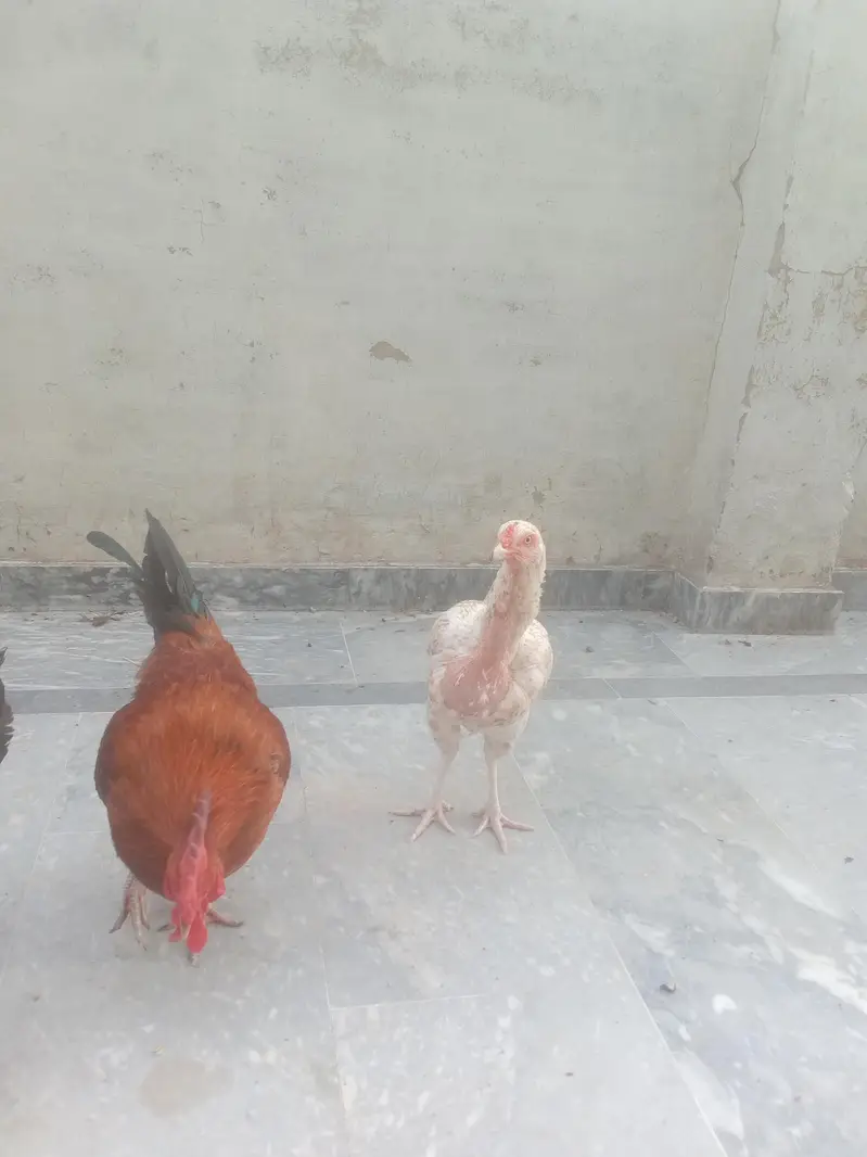 Aseel female healthy and active for sale — photo 10