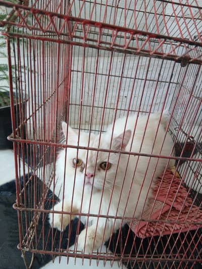 Persian Cat for Sale in Bahawalpur