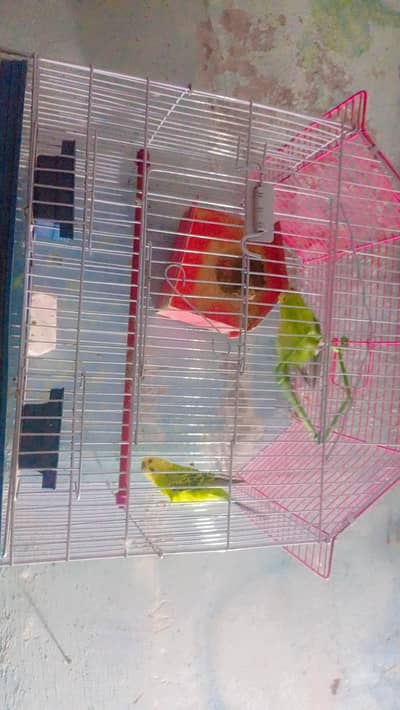 Astrilian Parrots pair