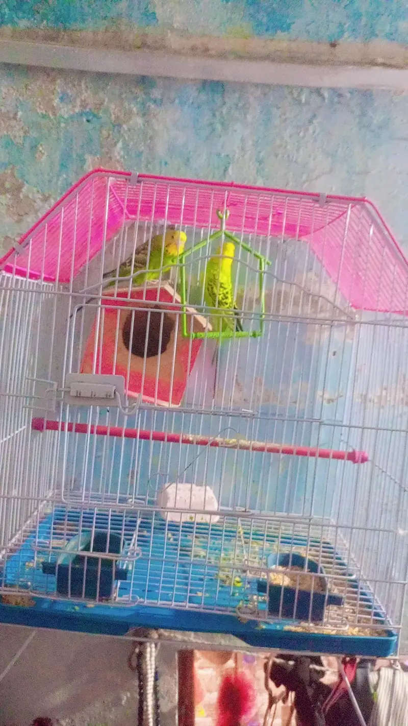 Astrilian Parrots pair — photo 2