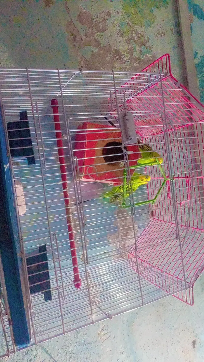 Astrilian Parrots pair — photo 3