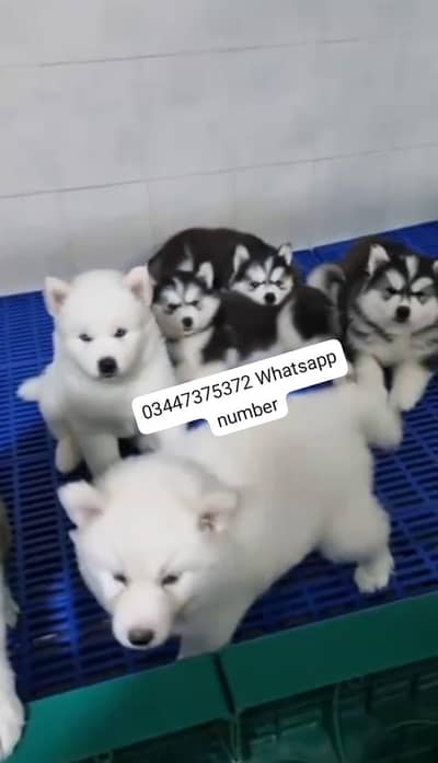 Siberian husky fore sale