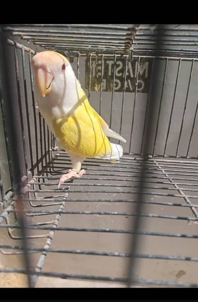 lovebird female
