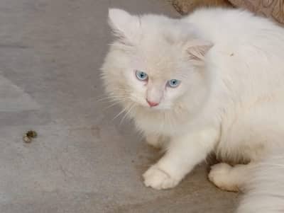 persian cats