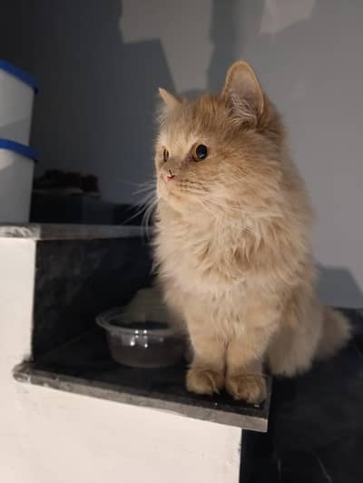 persian cats for sale