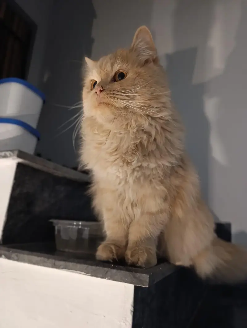 persian cats for sale — photo 2