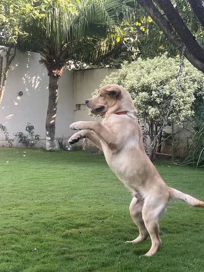 Pedigree Labrador Male Puppy – Healthy & Active
