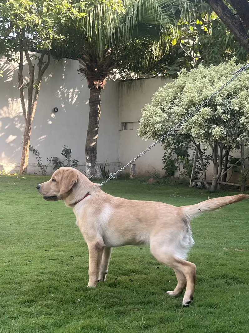 Pedigree Labrador Male Puppy – Healthy & Active — photo 2