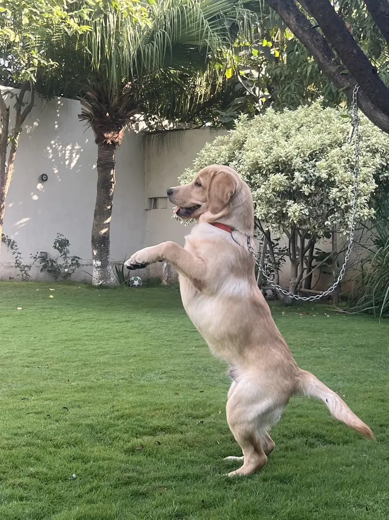Pedigree Labrador Male Puppy – Healthy & Active — photo 3
