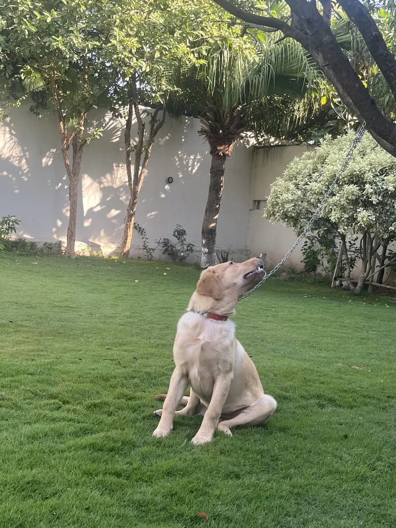 Pedigree Labrador Male Puppy – Healthy & Active — photo 4
