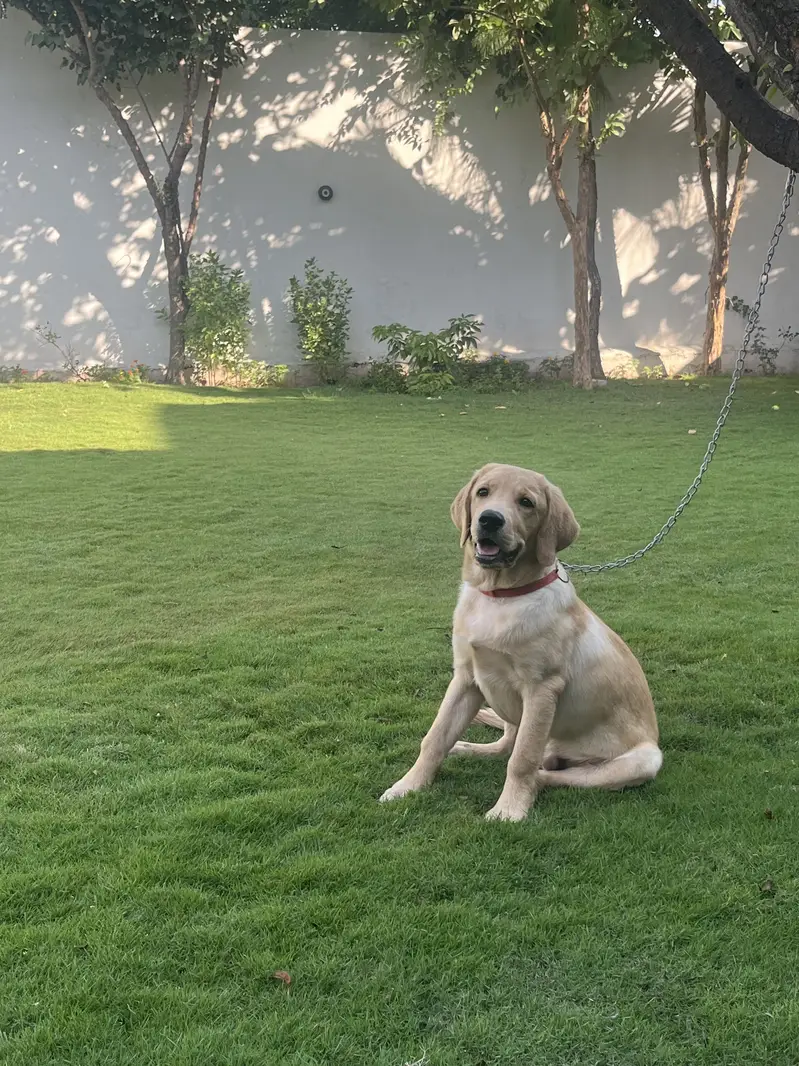 Pedigree Labrador Male Puppy – Healthy & Active — photo 5