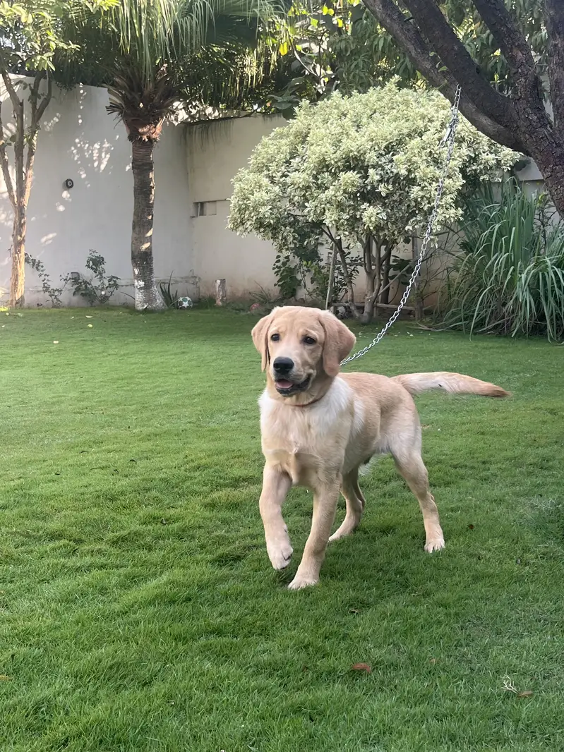 Pedigree Labrador Male Puppy – Healthy & Active — photo 6
