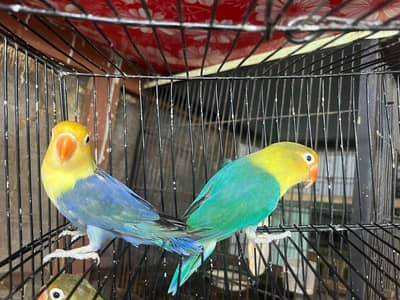 love birds