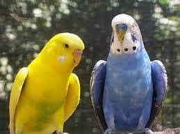 Australian parrots