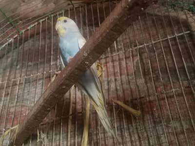 Australian parrot| Australian Female| Available|Healthy active