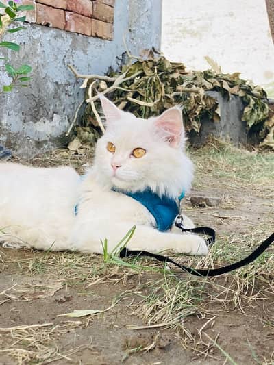 Persian cats