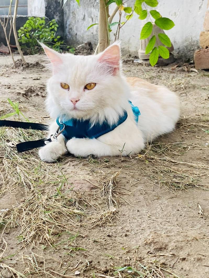 Persian cats 1