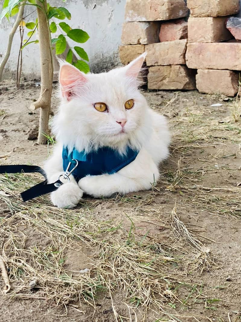 Persian cats 3