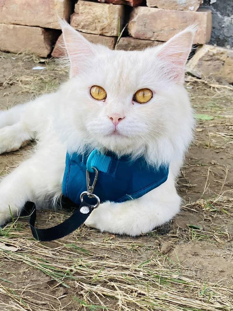 Persian cats 4