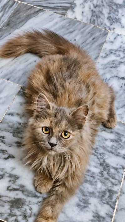 Female Persian Cat