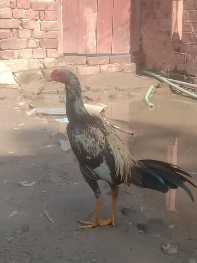 rabta kara 03267537464 whatsapp
