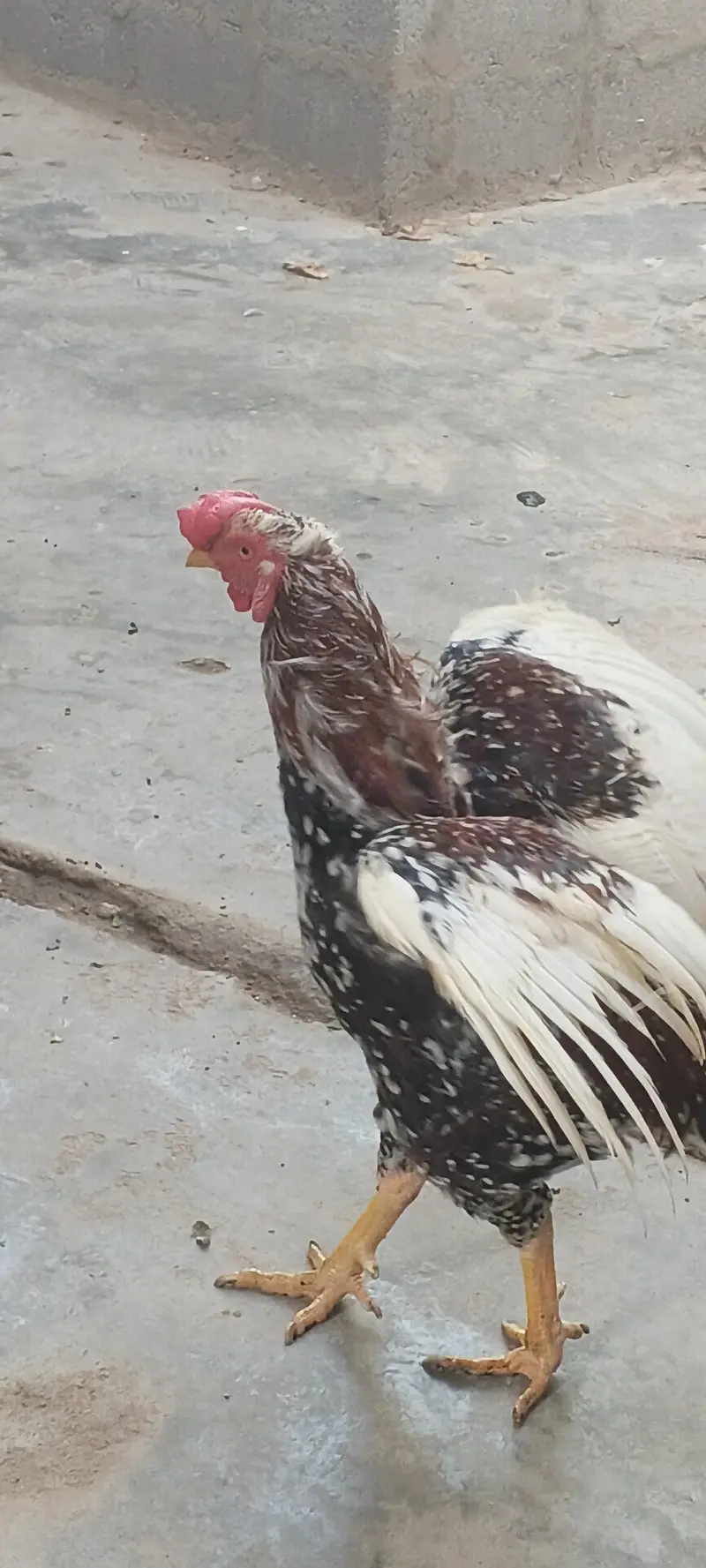 gahr k Pala WA phatta hai — photo 2