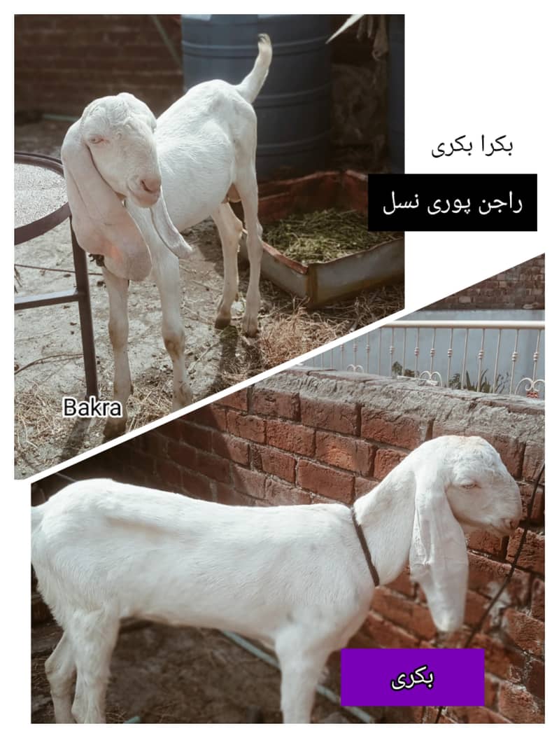 Pet Animals 0