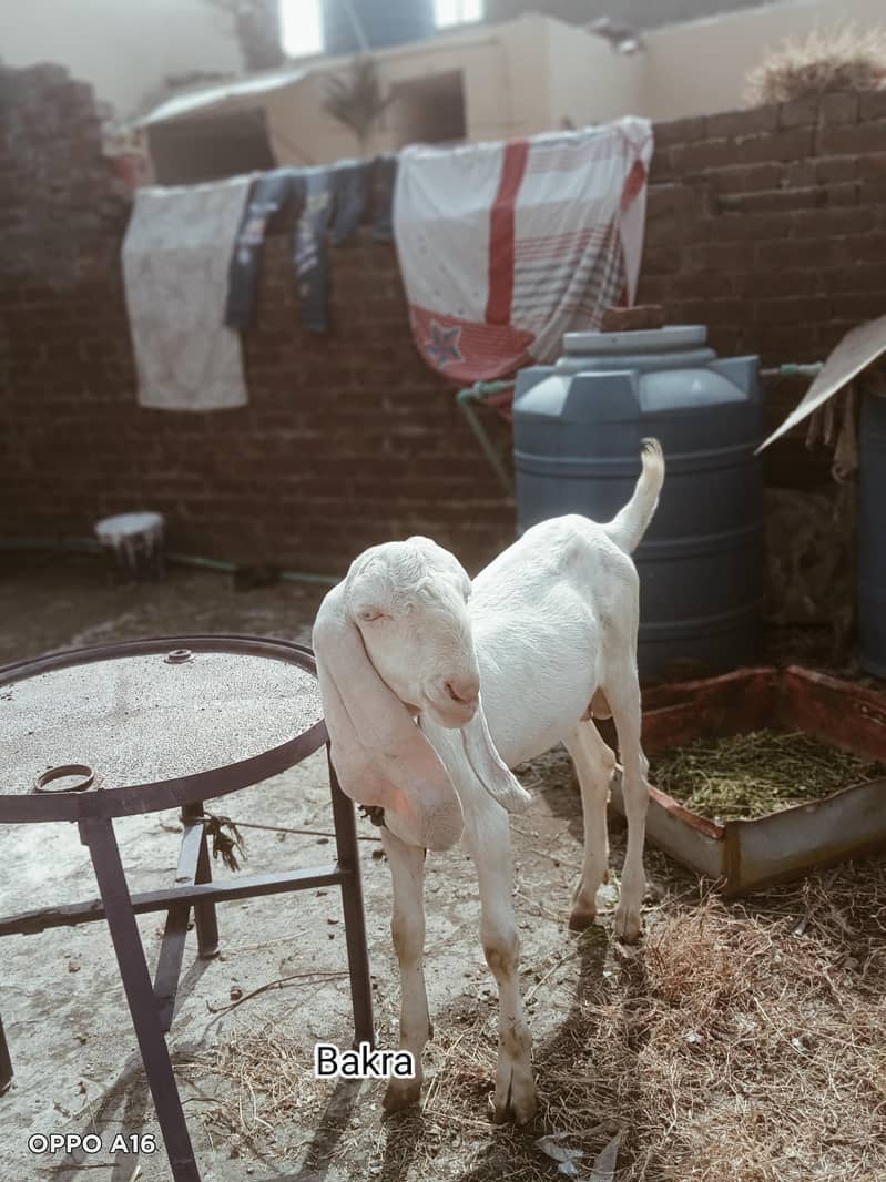 Pet Animals 1