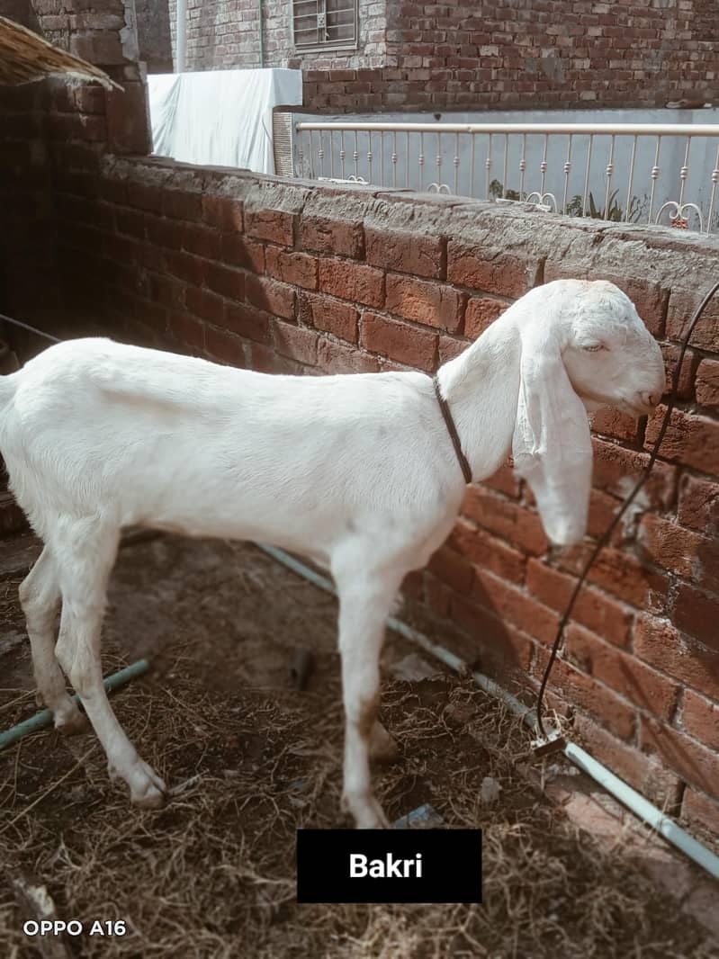 Pet Animals 2