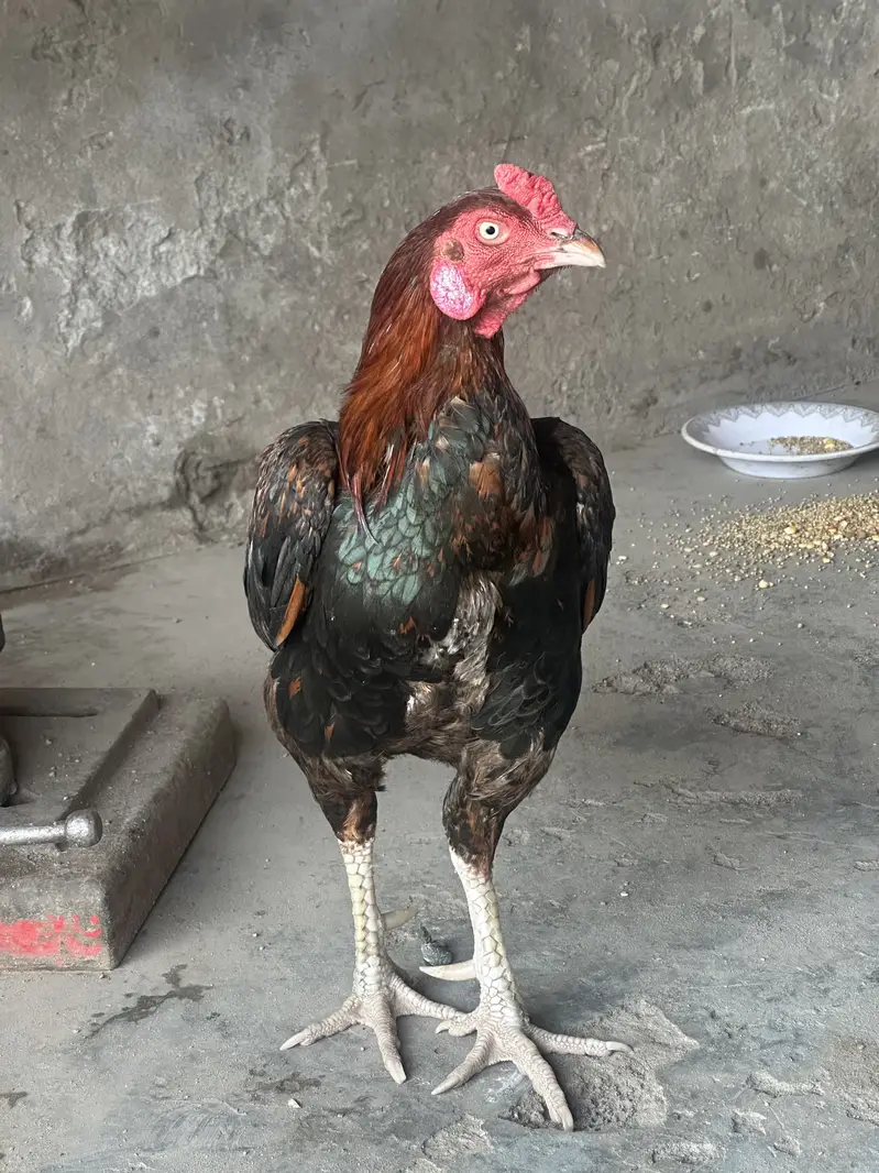 Assel Mianwali — photo 2