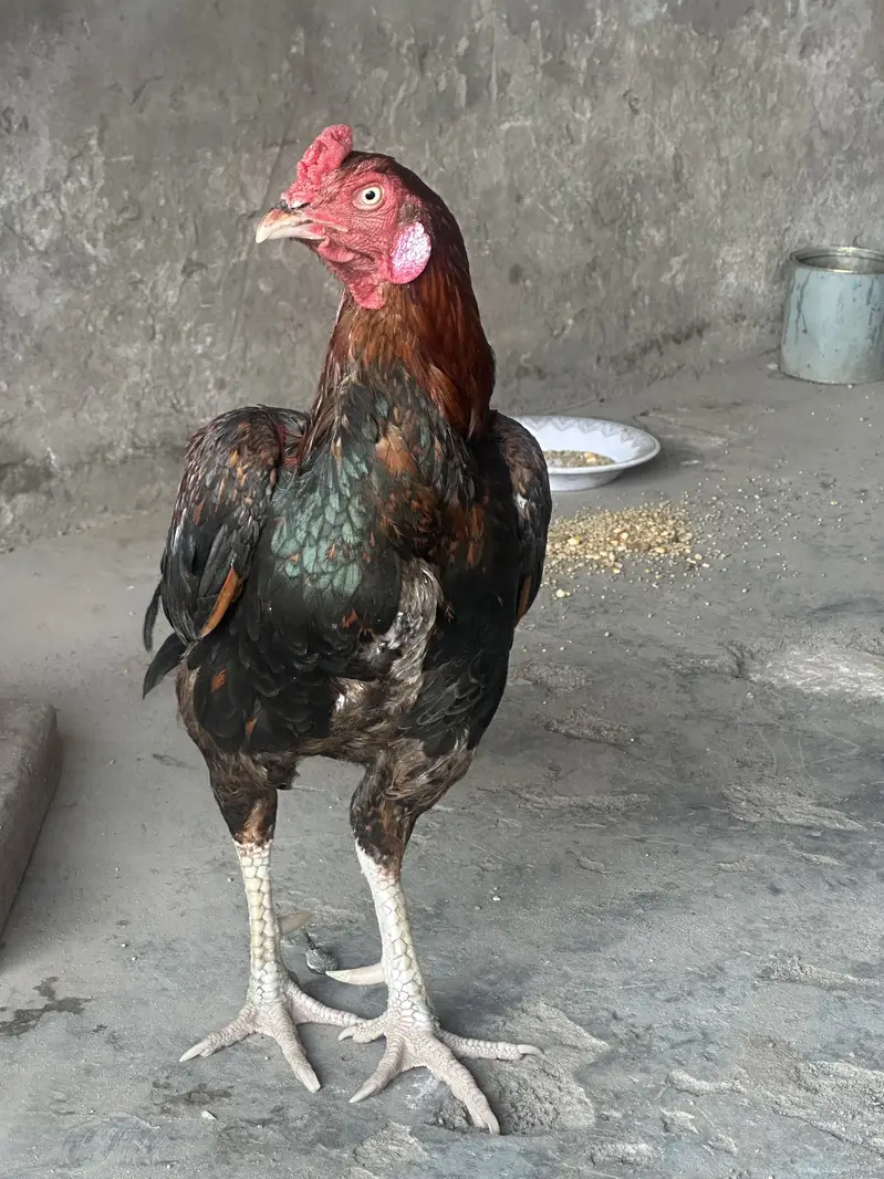 Assel Mianwali — photo 3