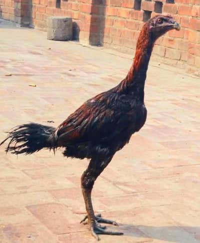 Pure Aseel Dragon Black Pair