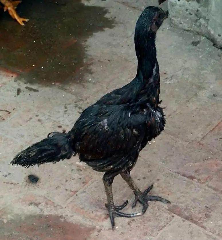 Pure Aseel Dragon Black Pair — photo 2