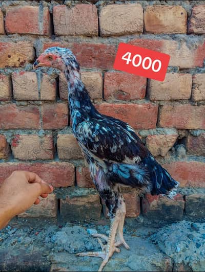 TOP QUALITY SHAMO CROSS 4 MONTH FOR SALE IN LHR (03086707442)