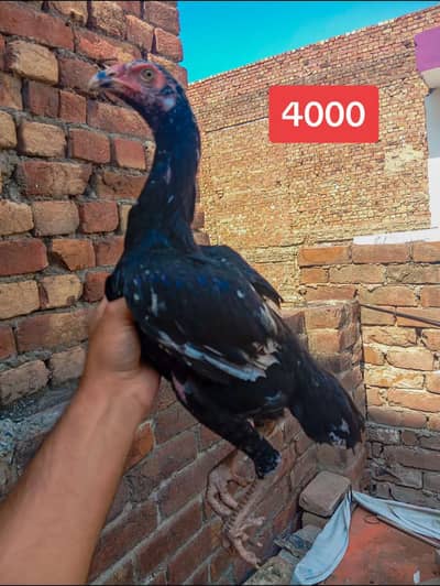 TOP QUALITY SHAMO CROSS 4 MONTH FOR SALE IN LHR (03086707442)